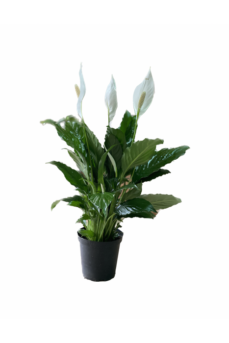 Spathiphyllum plant