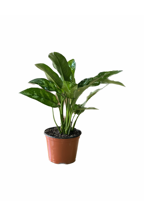 House Plant 6''