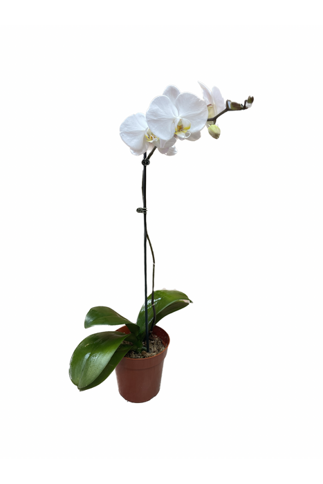 All White Orchid Plant