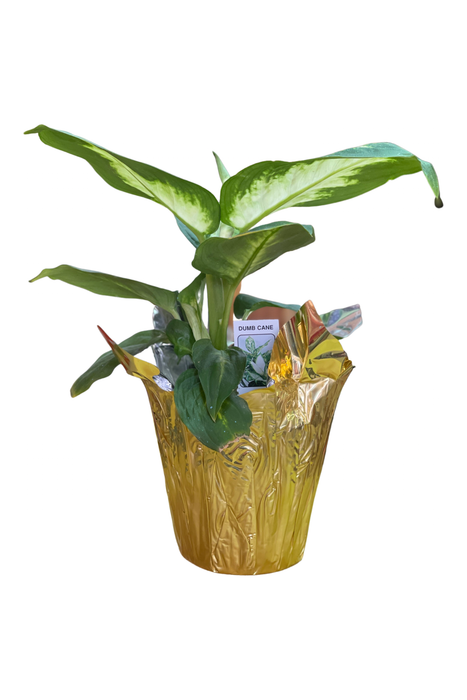 Dumb Cane