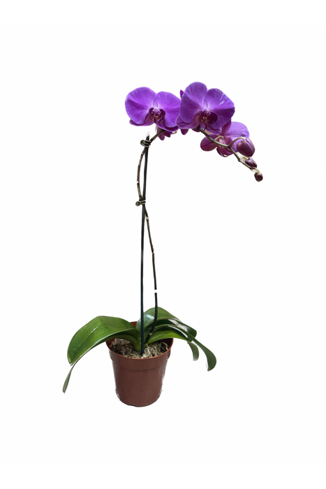 Purple Orchid Plant