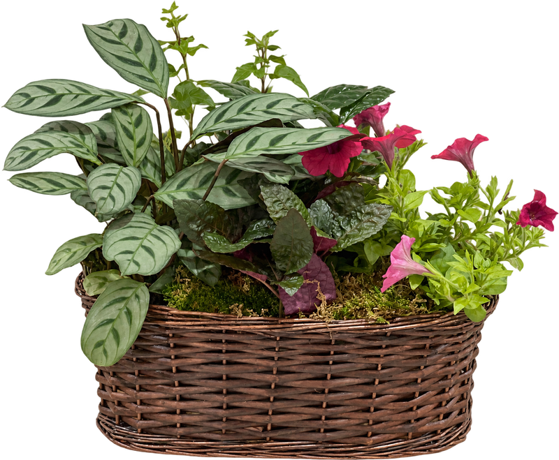 Blooming Garden Plant Basket with mixed foliage and pink flowers