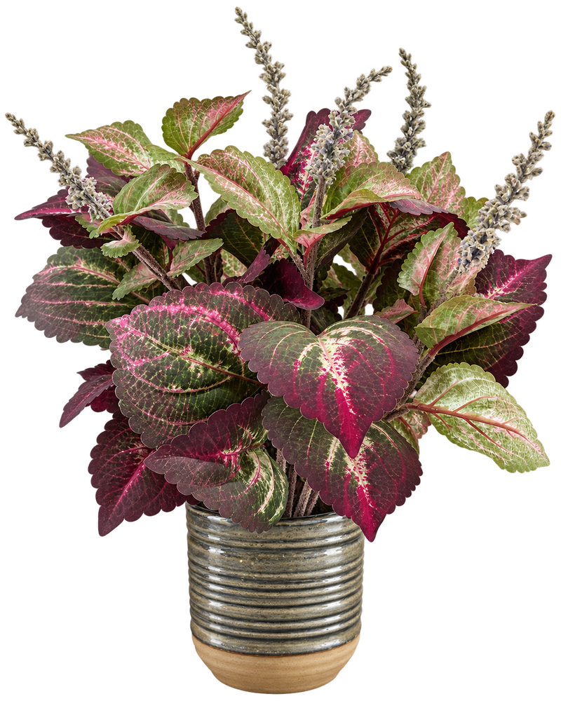 Variegated coleus arrangement in ribbed ceramic pot