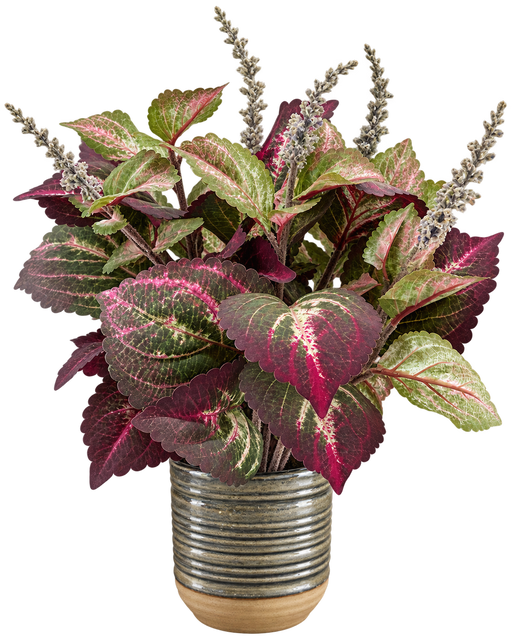 Variegated coleus arrangement in ribbed ceramic pot
