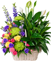 Peace lily sympathy basket with yellow roses, purple flowers, green chrysanthemums and pink carnations