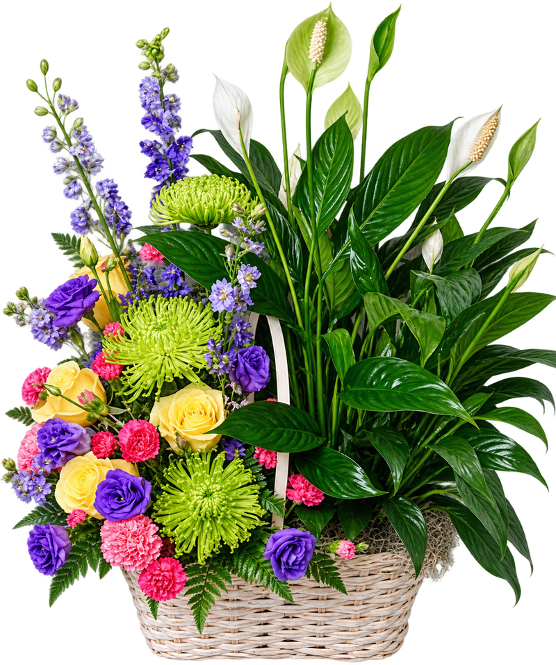 Peace lily sympathy basket with yellow roses, purple flowers, green chrysanthemums and pink carnations