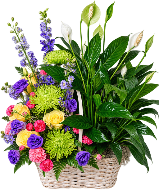 Peace lily sympathy basket with yellow roses, purple flowers, green chrysanthemums and pink carnations