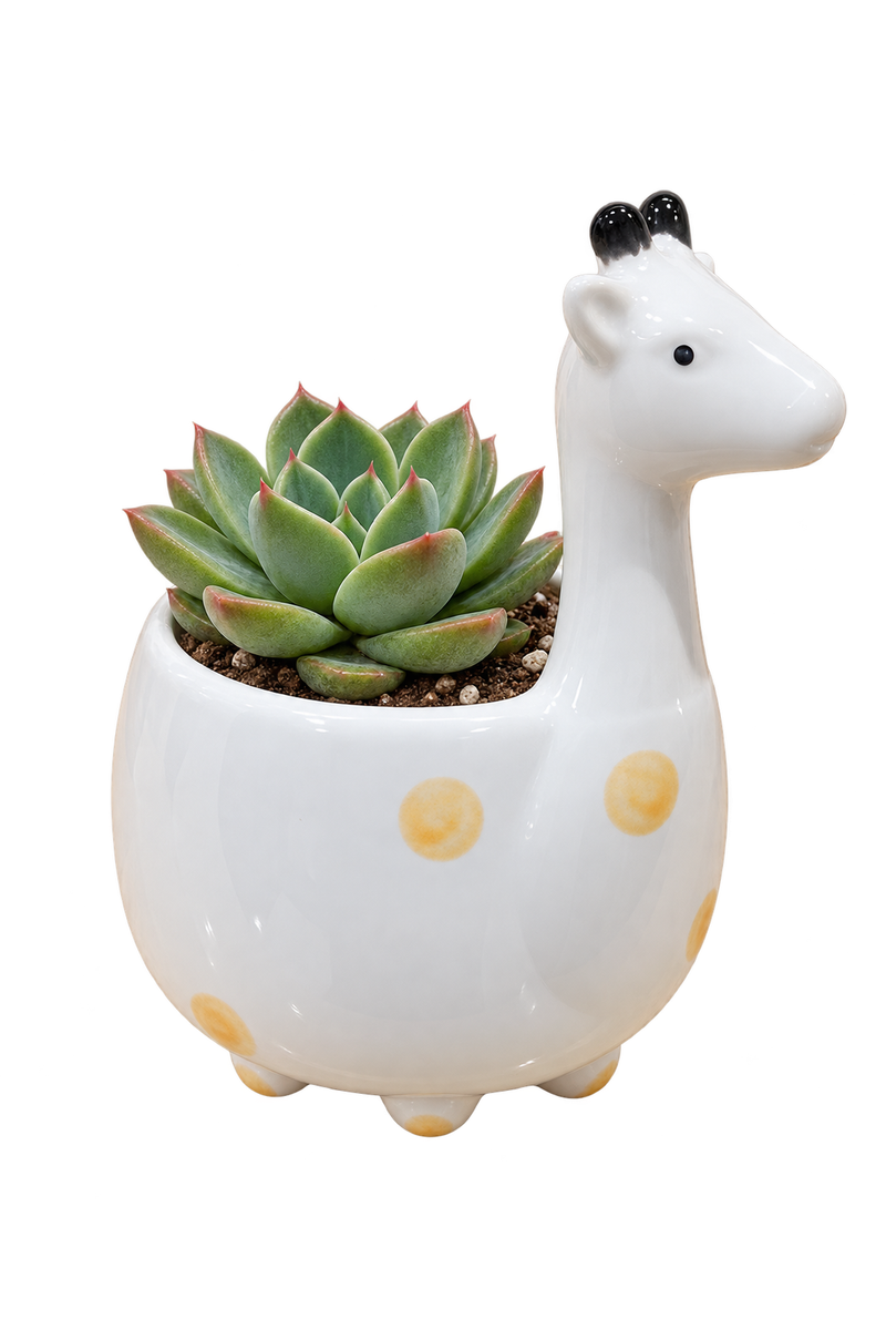 Giraffe pot styled with succulent; plant not included