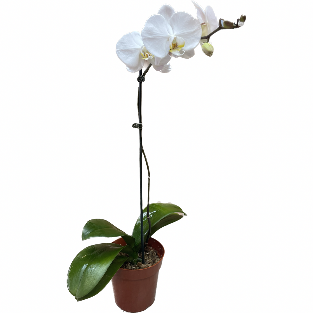 buy orchid plants online White Orchid Plant — Eclore Floral