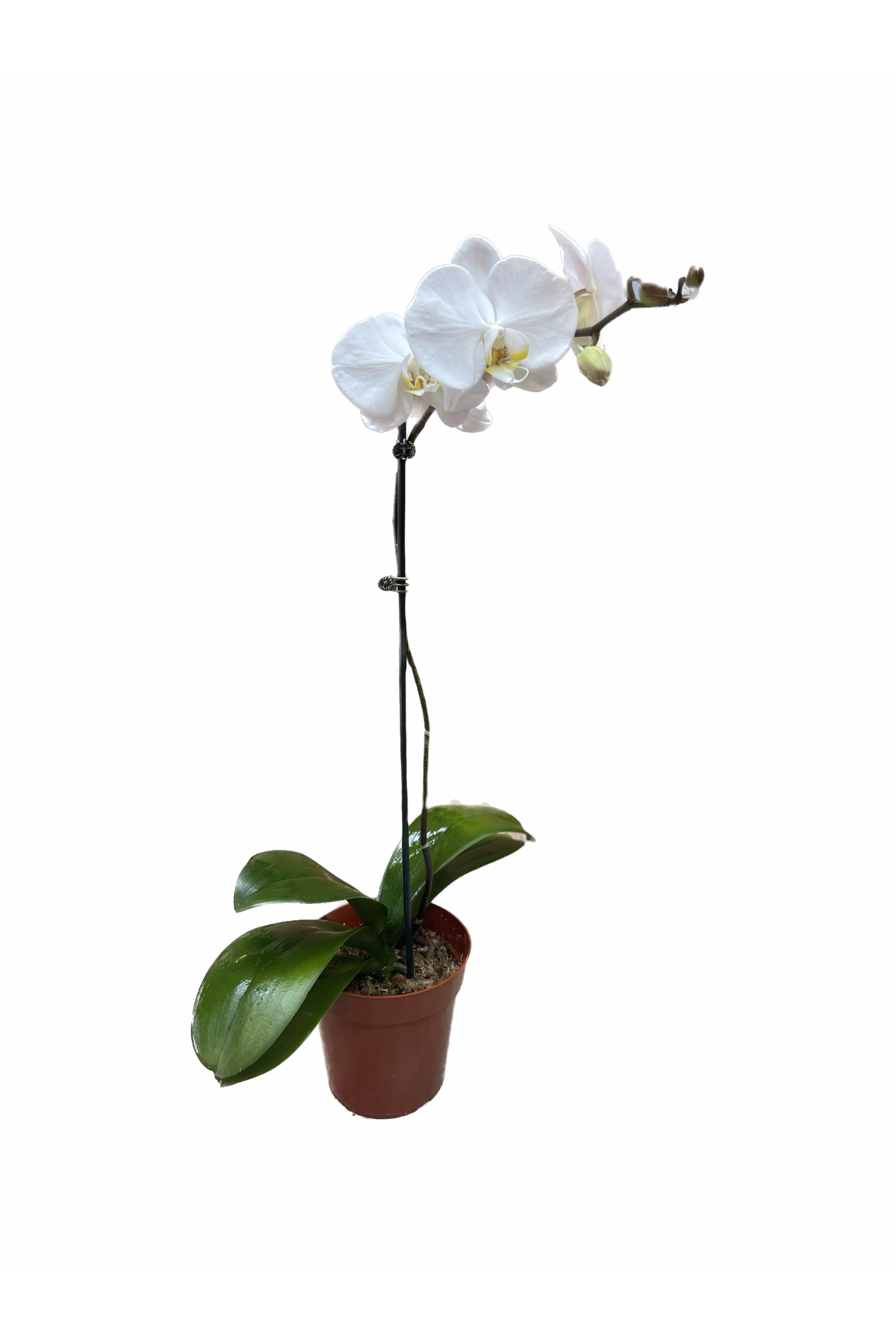 White Orchid Plant — Eclore Floral