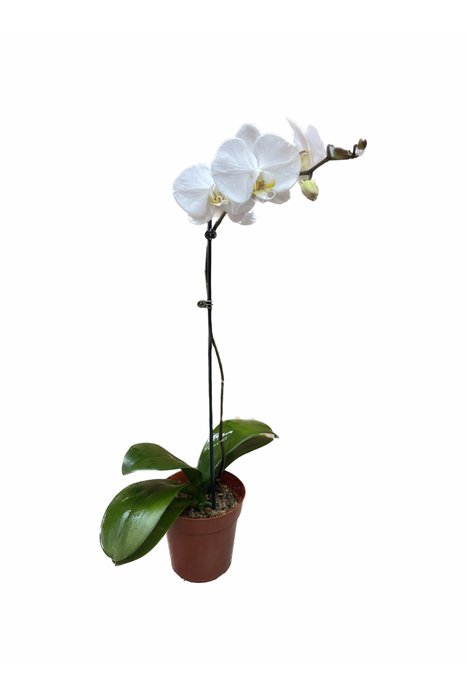 White Orchid Plant