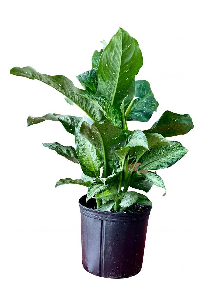 Sympathy Plant