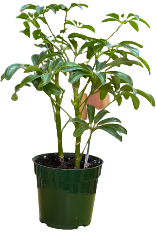 Schefflera Plant