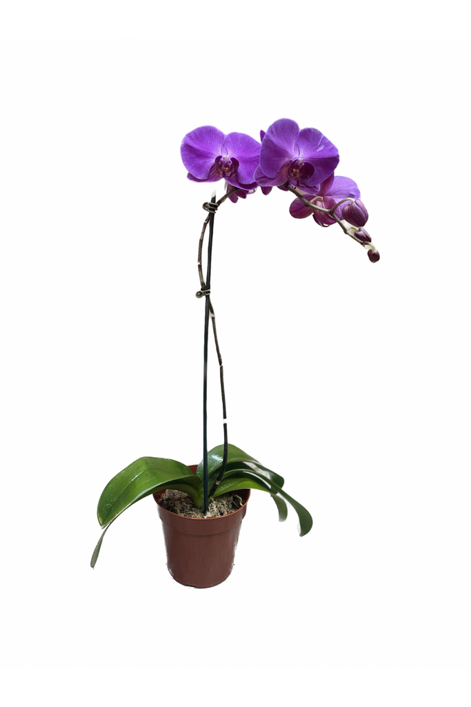 Purple Orchid Plant — Eclore Floral